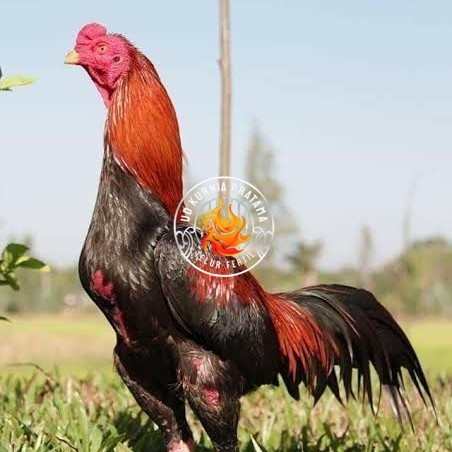 Telur ayam bangkok super petarung aduan fertil siap ditetaskan