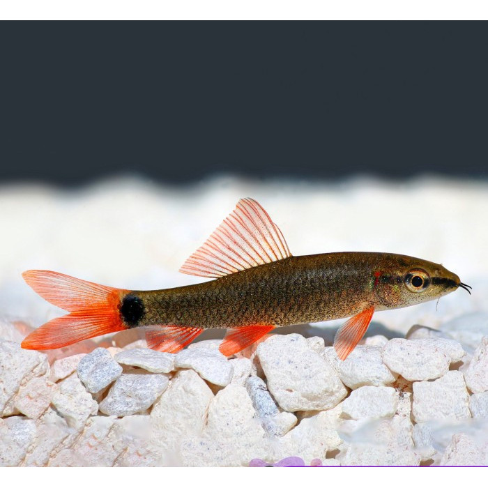 Redfin Red Fin Shark Red Tail / Ikan Hias Aquascape Air Tawar