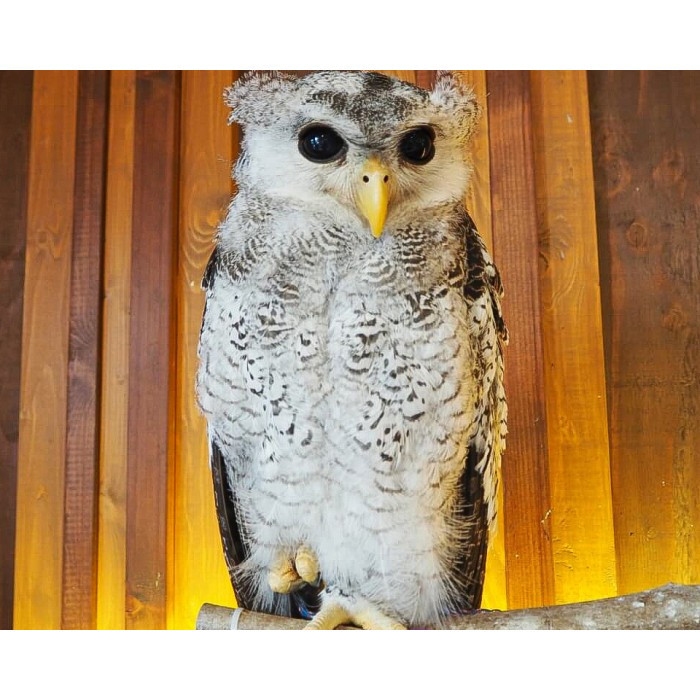Burung Hantu Bubo Sumatranus