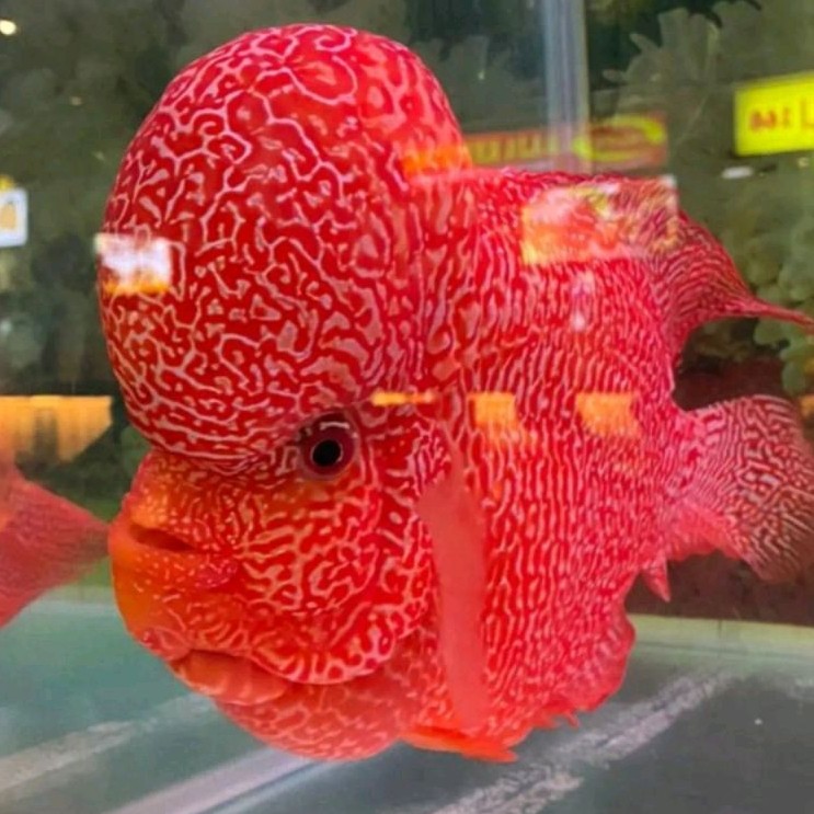 Hiasan Louhan Golden Base 4-6 cm Lohan GB Yellow Gank Berkualitas