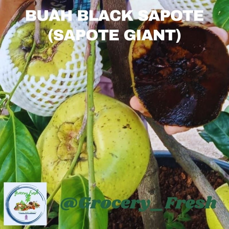 Buah Black Sapote Giant Segar Rendah Lemak