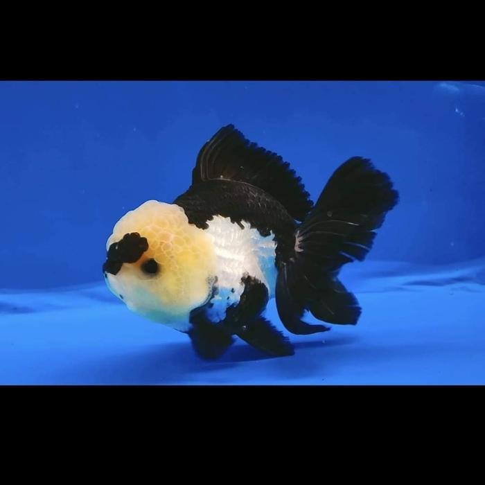 Ikan mas koki oranda 9-11 cm panda / oranda hitam putih