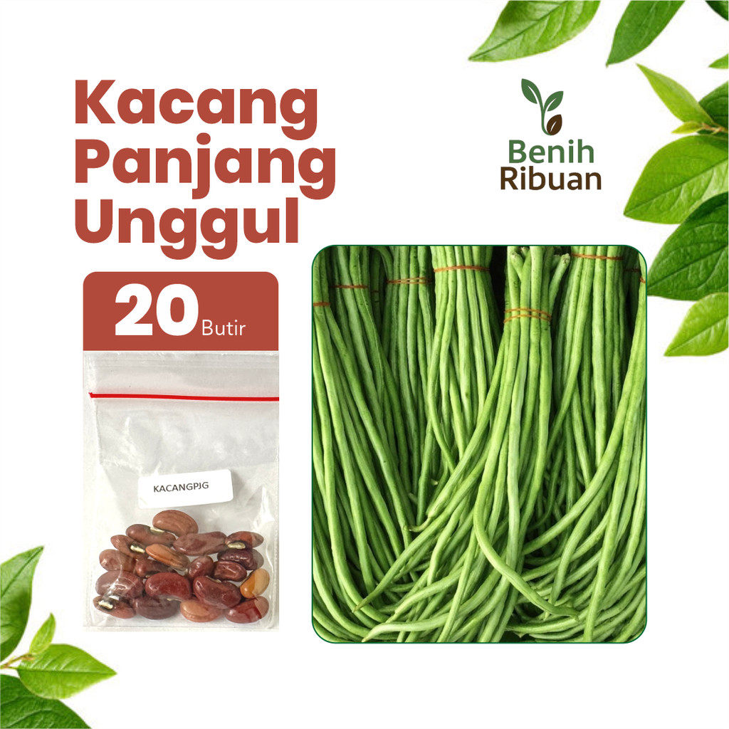 BENIH RIBUAN - Benih Kacang Panjang Unggul, Bibit Super Kacang Panjang Hijau Lalapan Bibit Super
