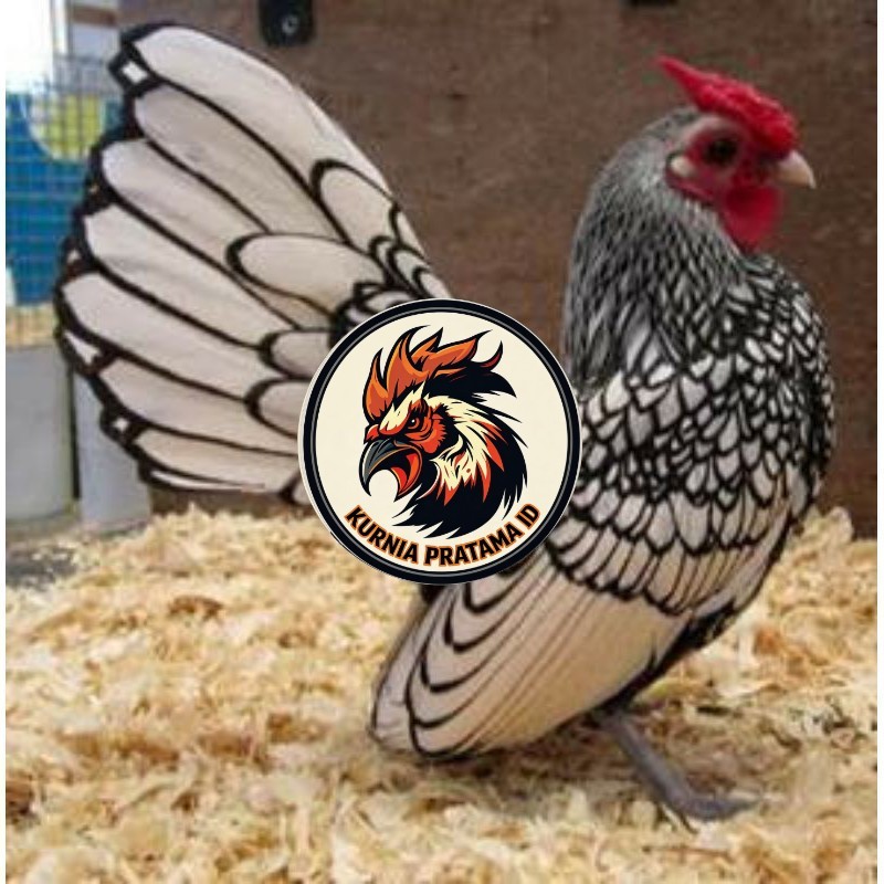 TELUR AYAM HIAS BATIK ITALY,AYAM BATIK KANADA KURNIA PRATAMA ID