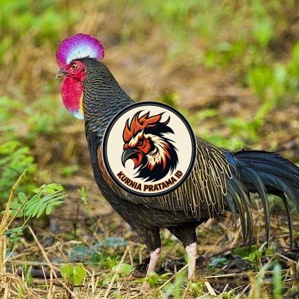 Telur ayam hutan x jawa / telur ayam hias / telur fertil siap tetas KURNIA PRATAMA ID