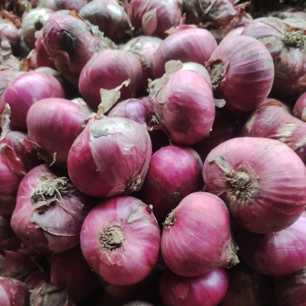 bawang merah jumbo 1kilo