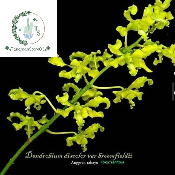ANGGREK DENDROBIUM DISCOLOR VAR BROMFIELDII