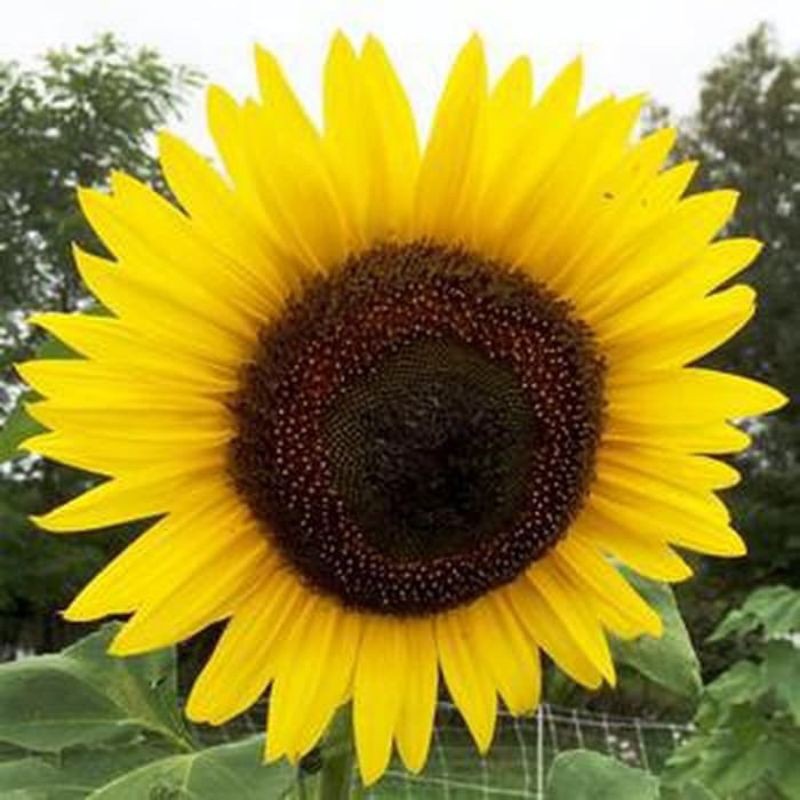 Bibit Bunga Matahari Kuning Dalam Polibeq (Beli 5 Gratis 1)