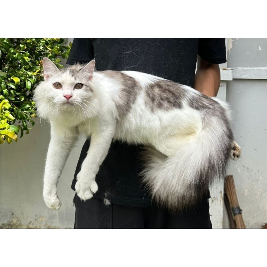 KUCING PERSIA MEDIUM JANTAN 4 BULAN BICOLOR TABBY