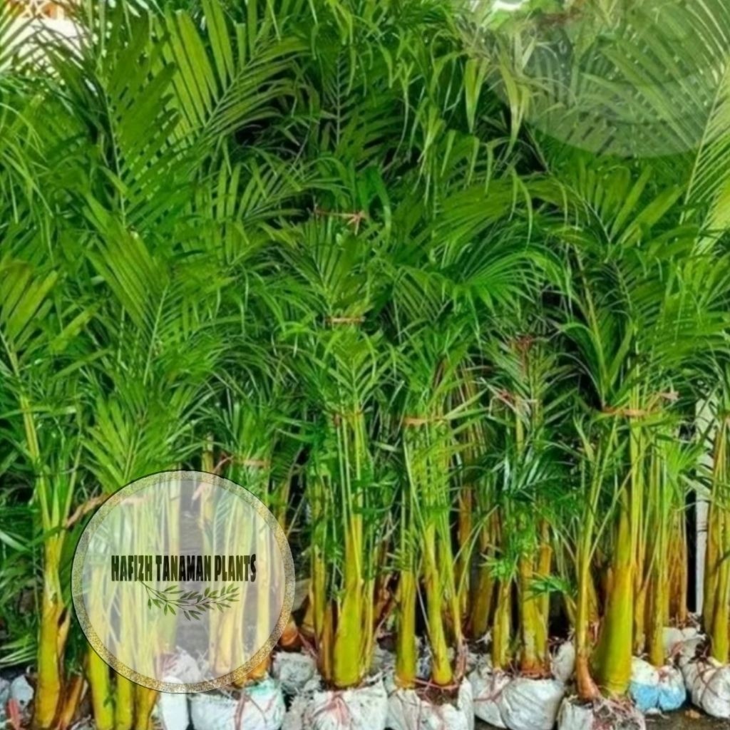 Pohon Palem kuning - Tanaman Hias Palem kuning tinggi 2 meter