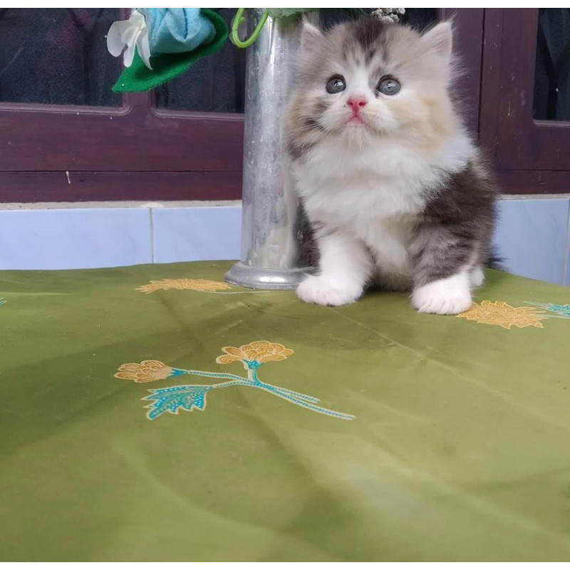 Kucing Persia Flatnose