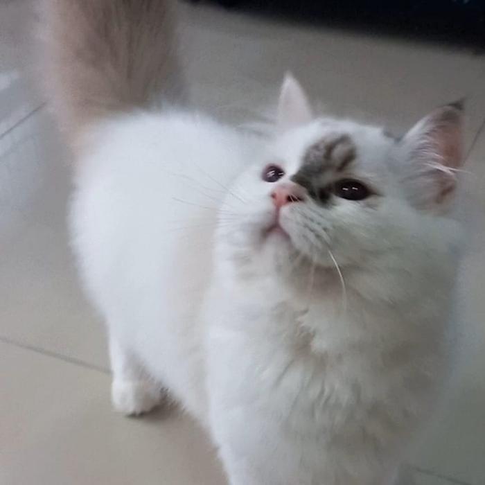 Ragdoll kucing