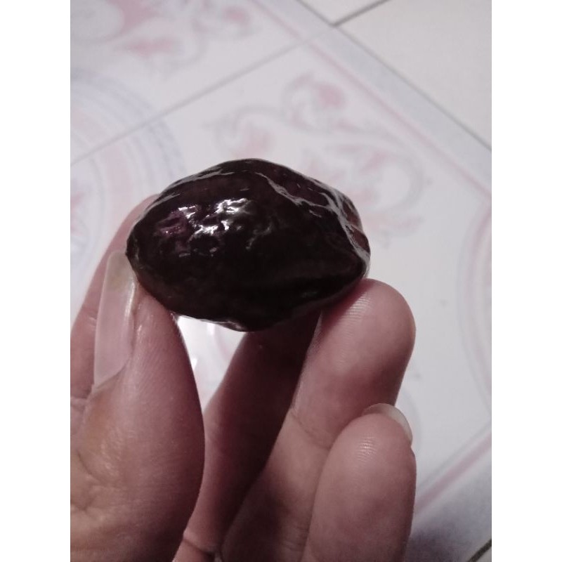 News Arrival muncang adu jawa jayanti