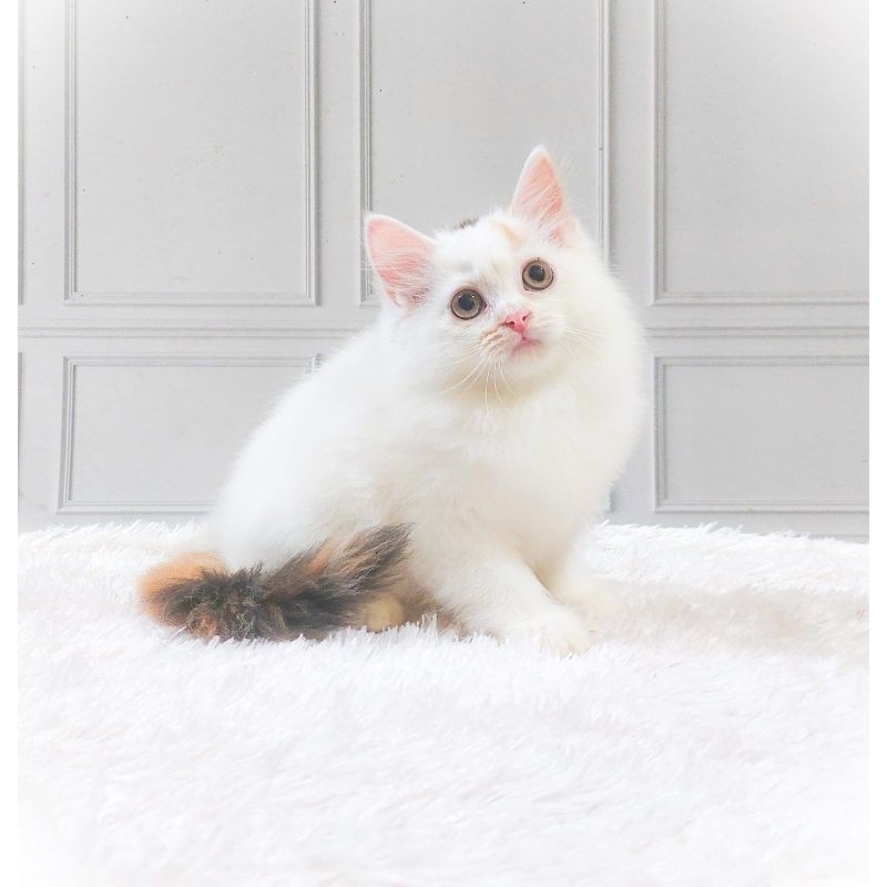 KUCING PERSIA KITTEN/MUNCHKIN JANTAN
