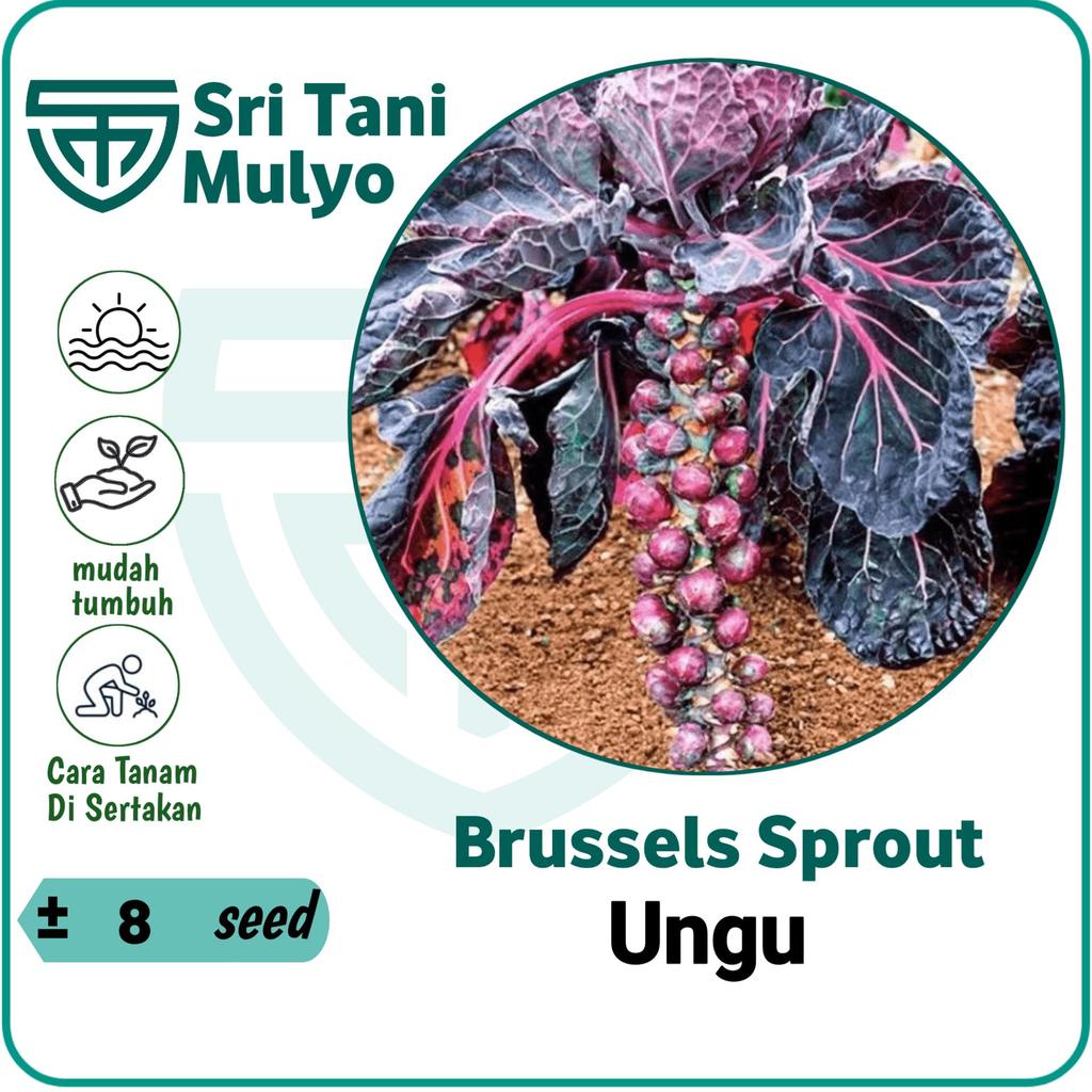 8 Biji - Benih Kubis Mini Ungu Brussels Ungu | Kubis Mini | Kol Mini | Brussels Sprout - Sri Tani Mu