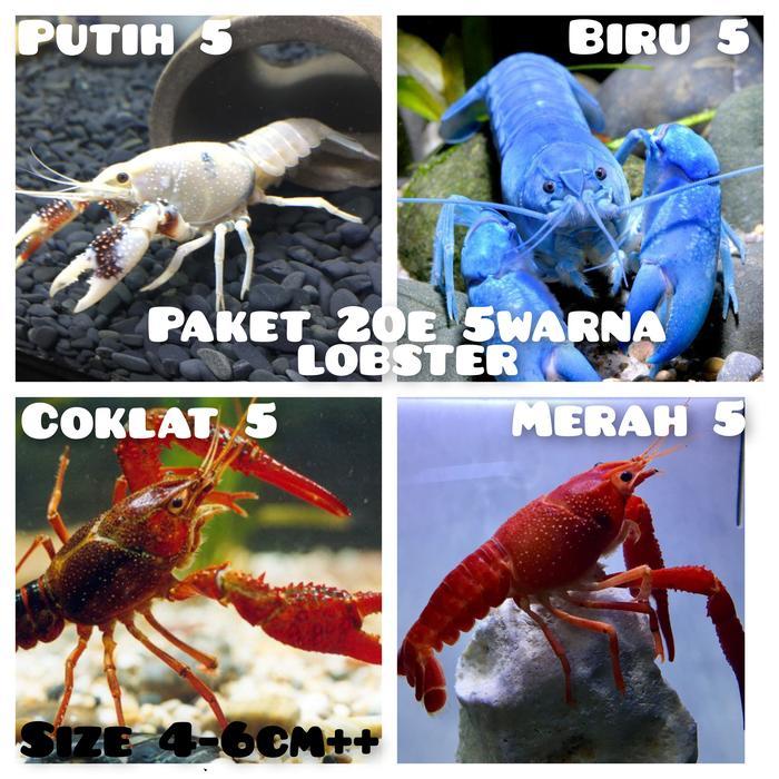 PAKET 20 EKOR LOBSTER AIR TAWAR