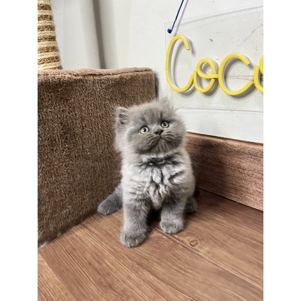 kucing kitten persia blue smoke 3,5 bulan