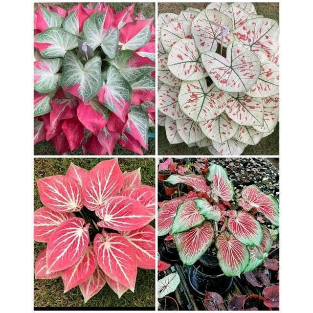 4 paket tanaman hias umbi caladium thailand keladi hias
