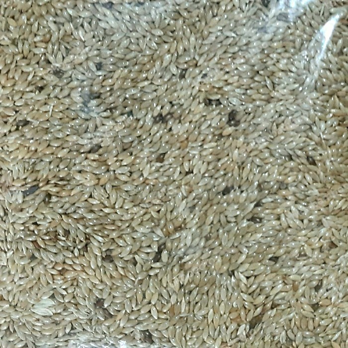 kenari seed 1kg canary