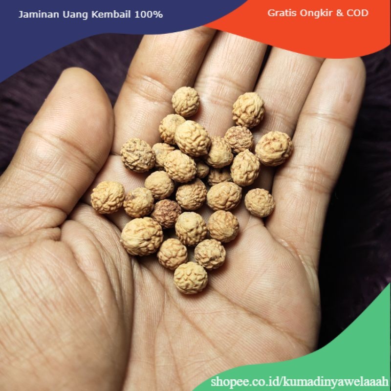 Per 1 Biji | Biji Bidara | Benih Bidara Arab / Sidr Asli | lm-ppp