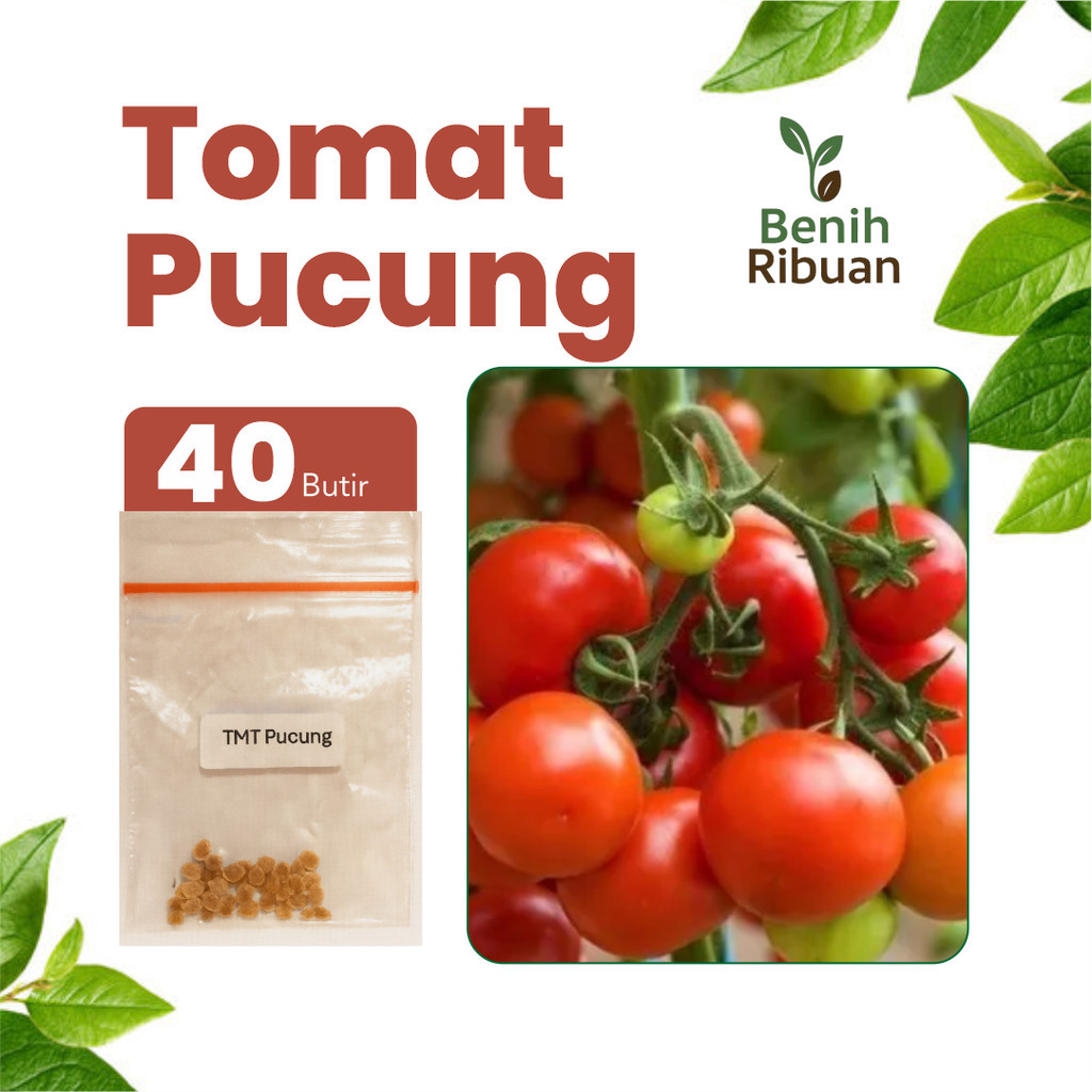 BENIH JAYA - Benih Buah Tomat Pucung Unggul, Benih Tomat Pucung Super Bibit Buah Tomat Merah Segar