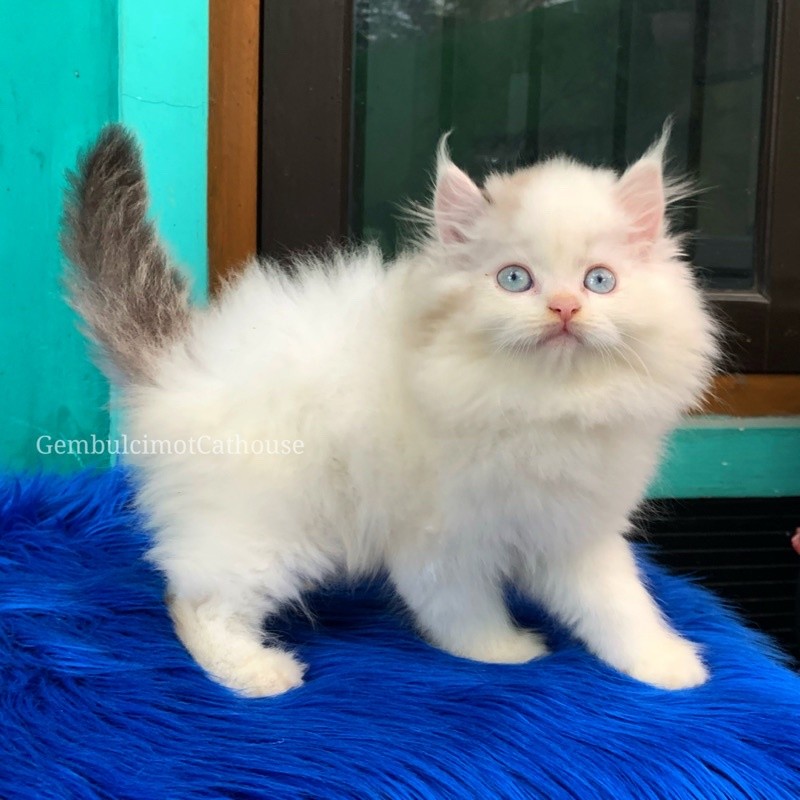 Kitten Ragdoll Bicolour Jantan Mata Biru Mantap