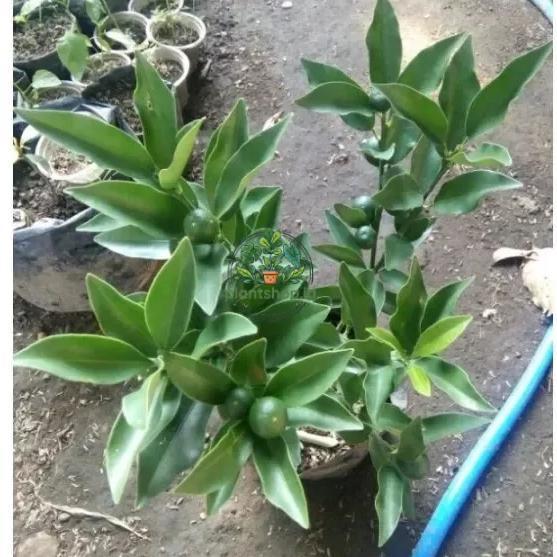 Bibit Buah Jeruk Kingkit Berbuah Plantshop id