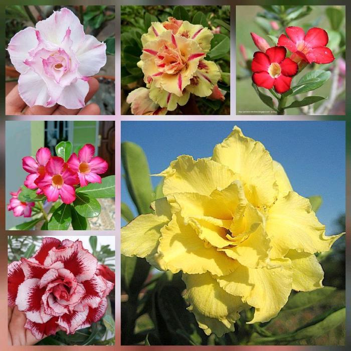 paket 6 bunga adenium - bibit bunga adenium - pohon adenium - kamboja jepang - pohon kamboja jepang 