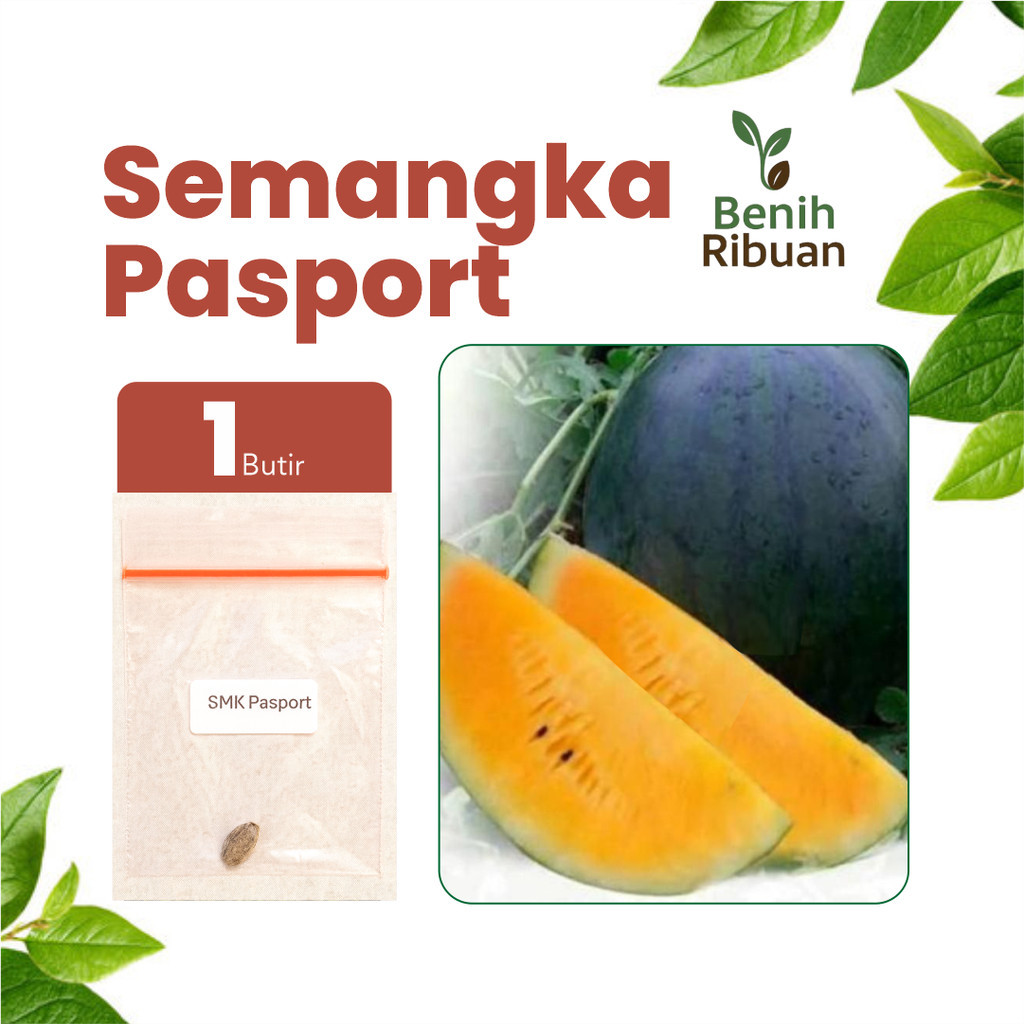 BENIH JAYA Benih Buah Semangka Kuning Tanpa Biji Bibit Semangka Kuning Super Unggul Benih Premium