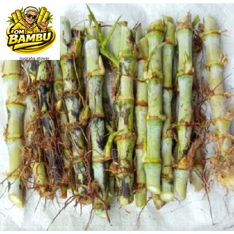 BIBIT ODOT BIBIT RUMPUT ODOT PAKAN TERNAK AM