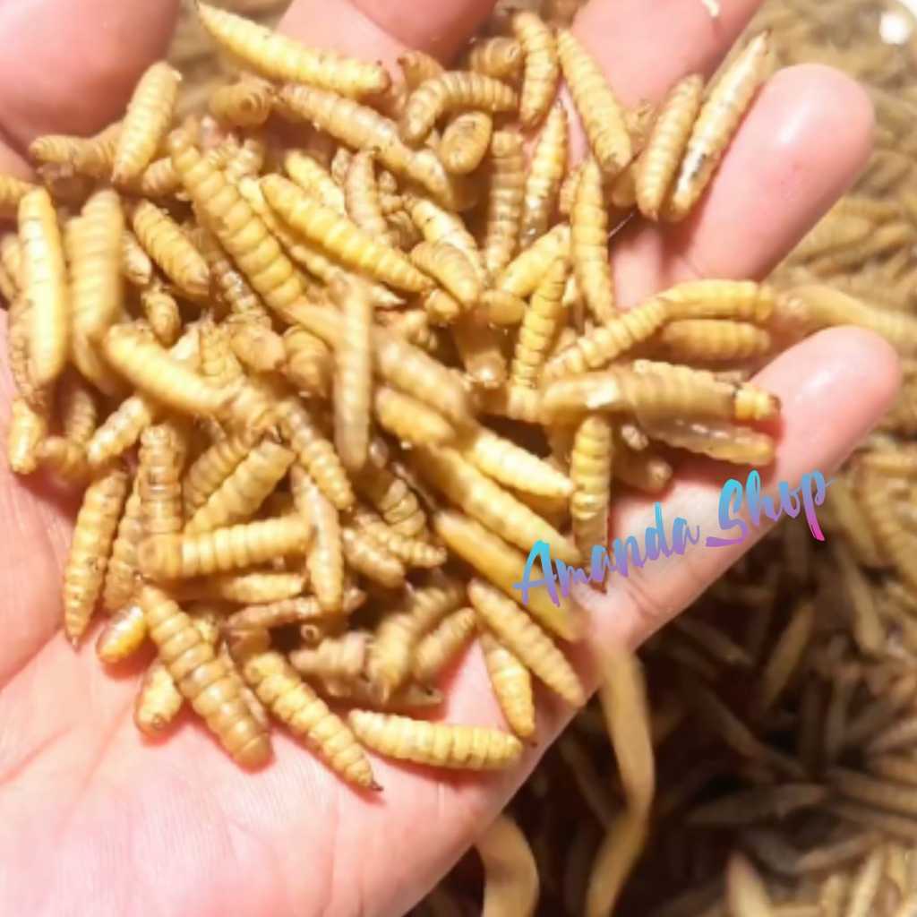 Dried Maggot BSF Grade A - Tinggi Protein, PAKAN IKAN CHANNA,LOUHAN,ARWANA,KOI 50 gr, 75 gr, 100 gr.