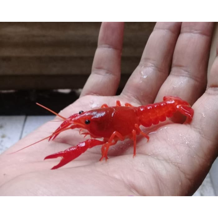 Lobster Merah / Orange Hias Air Tawar Aquascape