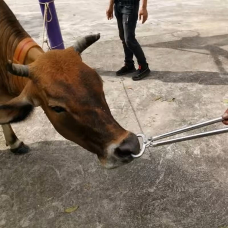 Penjepit Hidung Sapi Nose Ring Pliers 35cm Alat Tindik Pelubang Hidung Sapi