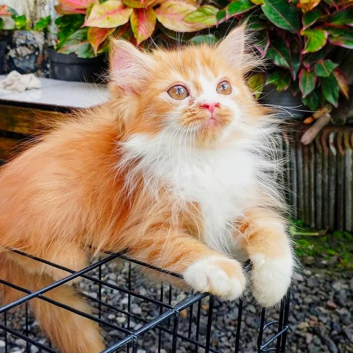 kucing persia Norwegian oren putih