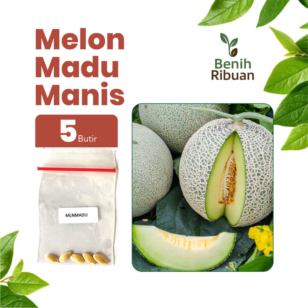 BENIH RIBUAN - Biji Benih Melon Honeydew Melon Madu