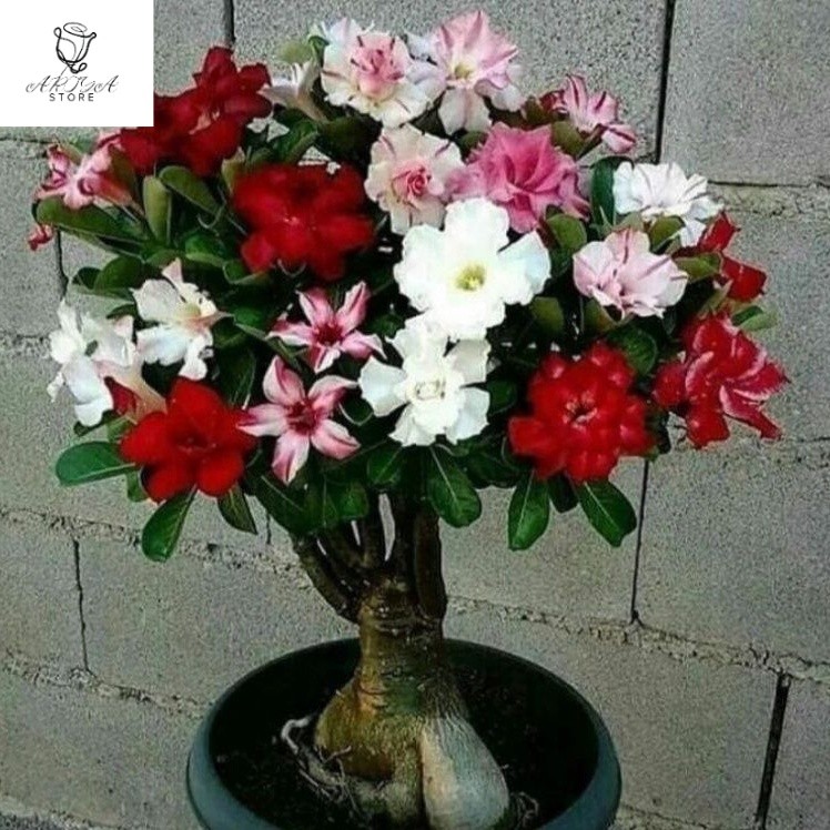 TERLARISTANAMAN HIAS ADENIUM KAMBOJA JEPANG BUNGA TUMPUK//ADENIUM CABANG-bunga hias-bunga adenium-po