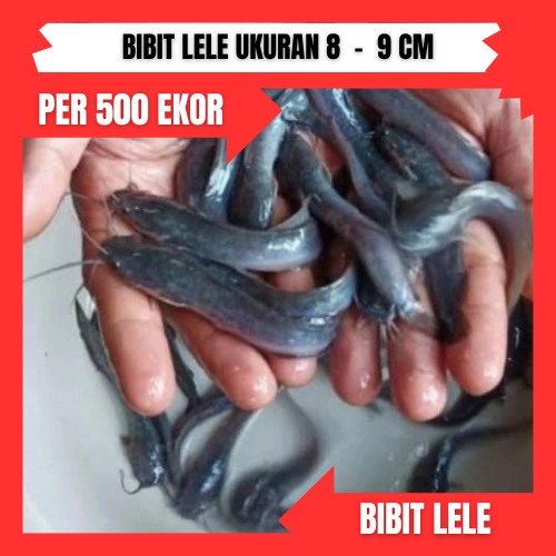 Bibit lele ukuran 8  -  9 cm per 500 ekor di bandung