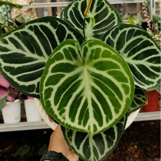 Tanaman hias Anthurium Dorayaki mangkok - Anthurium Dorayaki kuping gajah