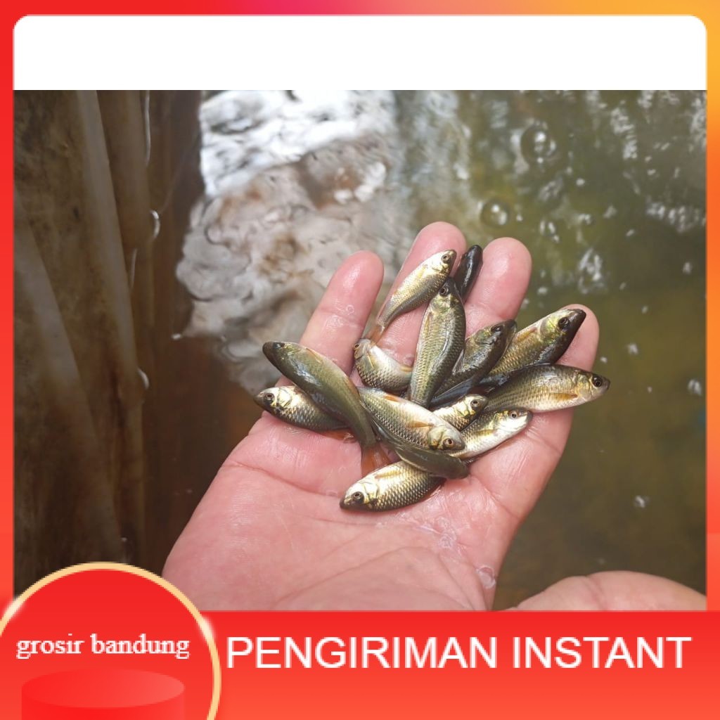 50 ekor/ Ikan Nilem terapi / trapi / per 50 ekor / ikan terapi GROSIR BANDUNG