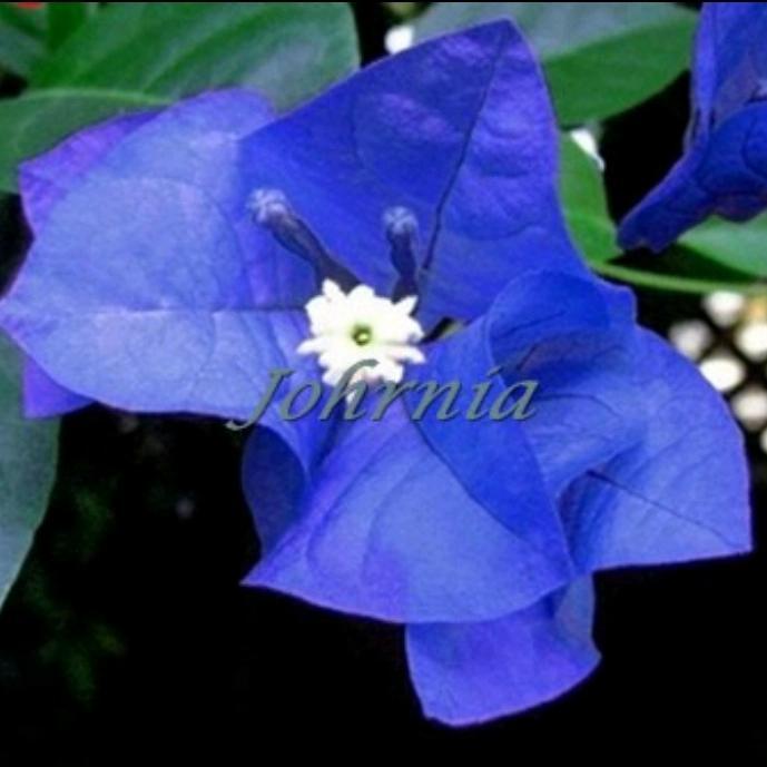 TANAMAN HIAS BUGENVIL BUNGA KERTAS//BIRU