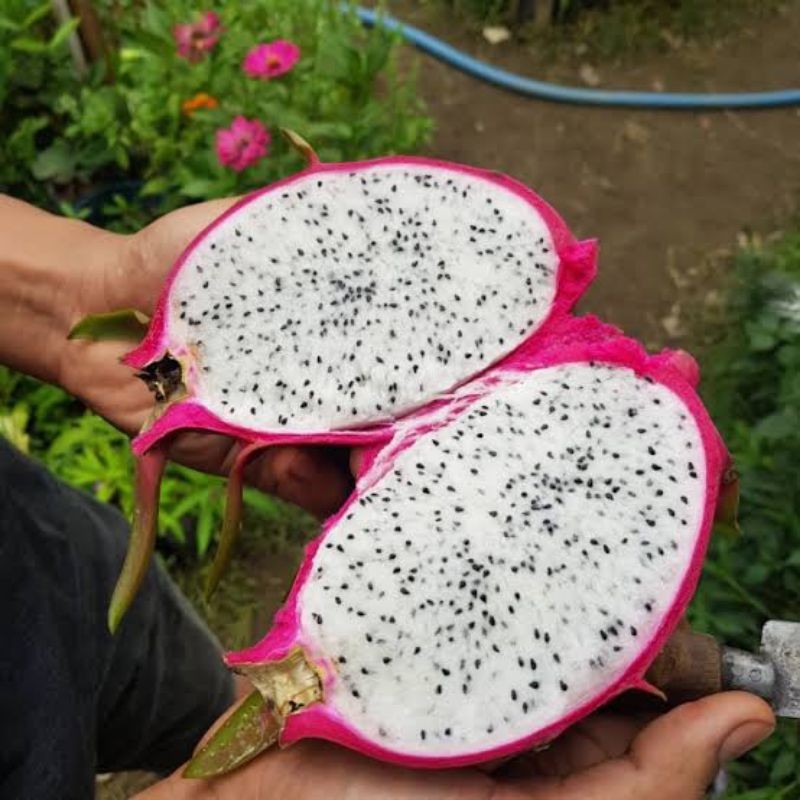 Bibit Buah Naga Putih Super Cepat Berbuah