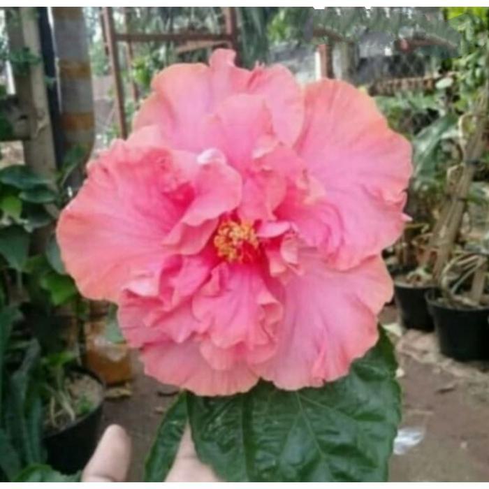 POHON KEMBANG SEPATU BUNGA PINK TUMPUK/TANAMAN HIAS BUNGA SEPATU