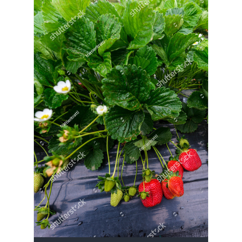 Benih Strawberry Merah JUMBO