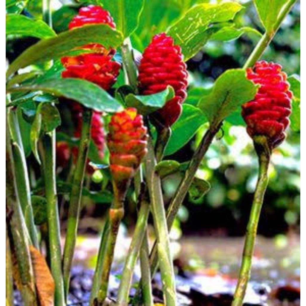 Bibit Lempuyang Rimpang 1kg Lempuyang Wangi Bunga Lempuyang & Buah Lempuyang Untuk Kesehatan Rambut