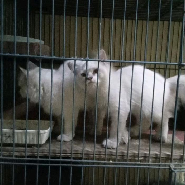 Kucing Persia / Ragdoll / Betina / Induk