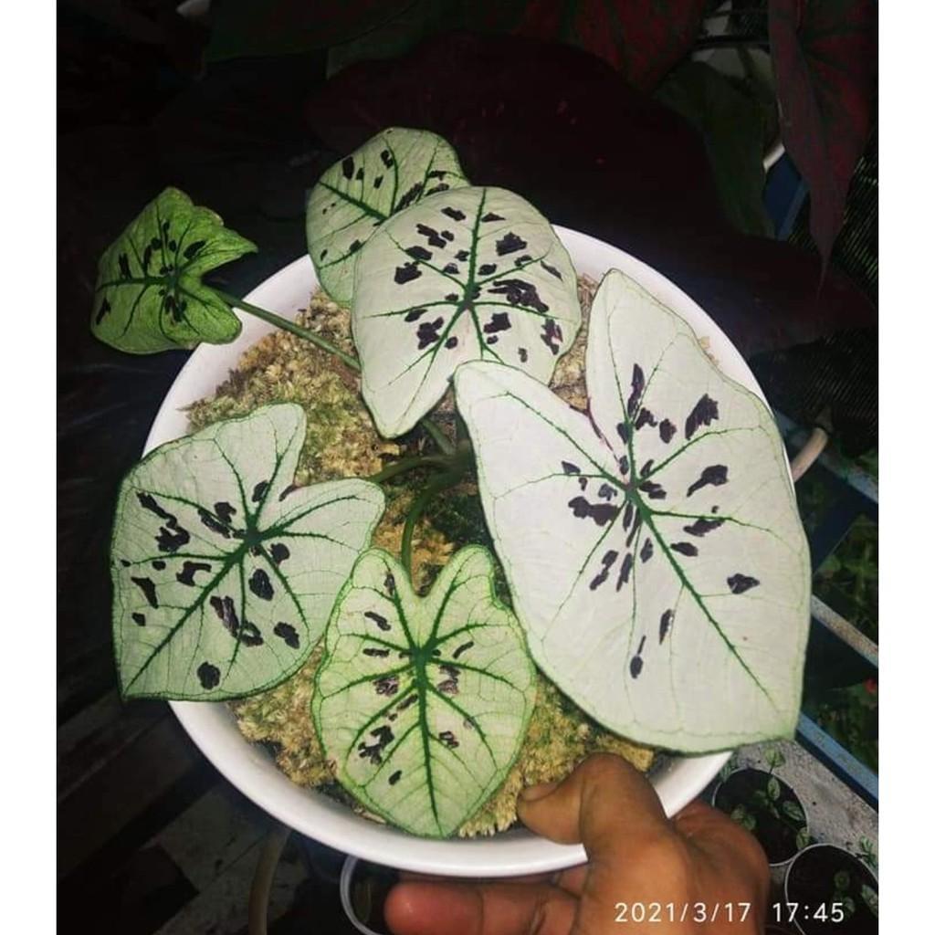 Umbi Caladium diamond pupies - keladi hias import thailand