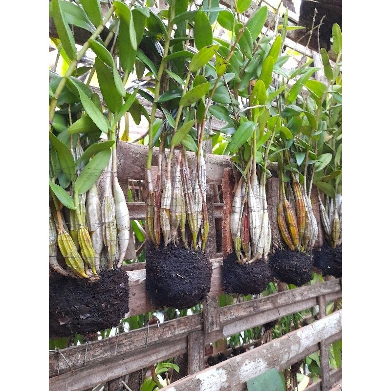 Anggrek Merpati Dewasa Jumbo Hidup Segar