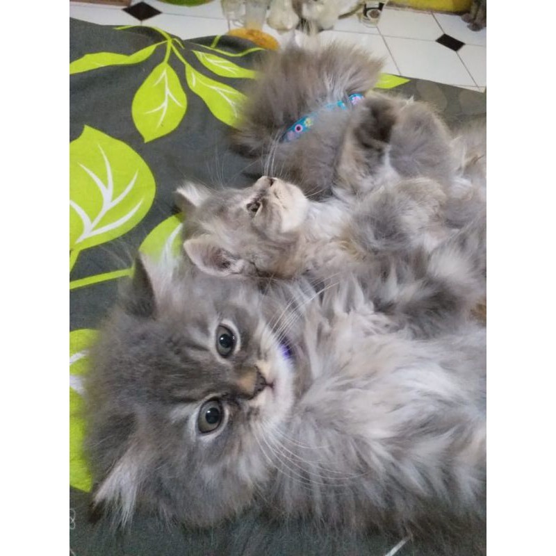 kitten persia