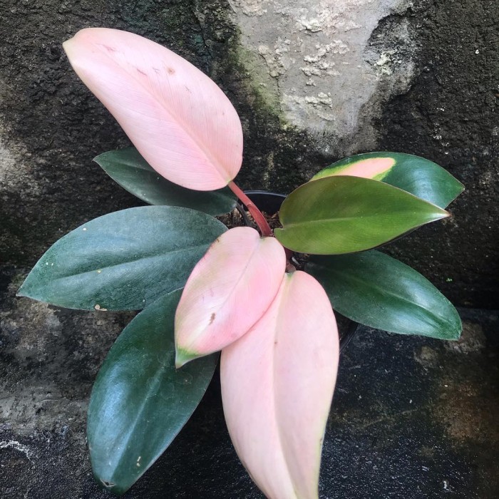 tanaman hias philodendron pink chongo/philodendron pink princess