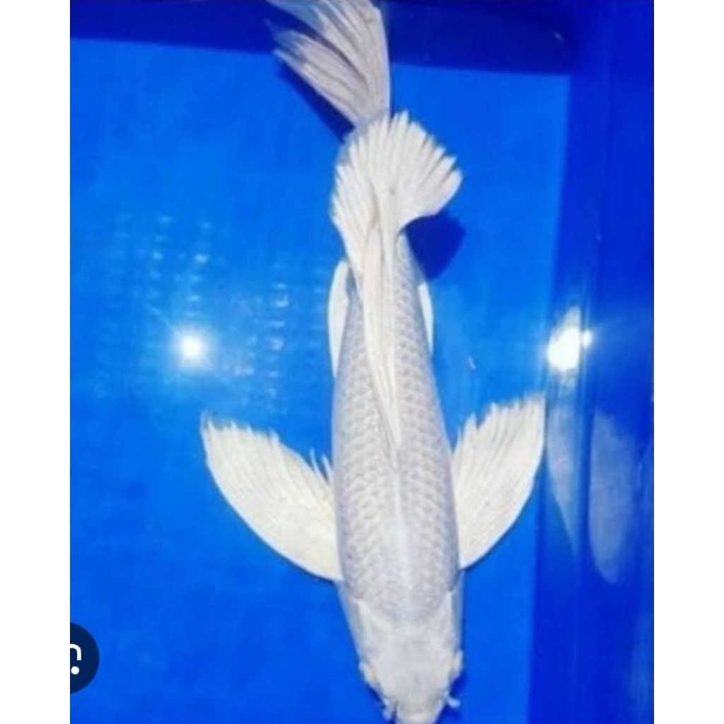 Ikan Koi Platinum Kumpay Sleyer Ukuran 20-24 Cm
